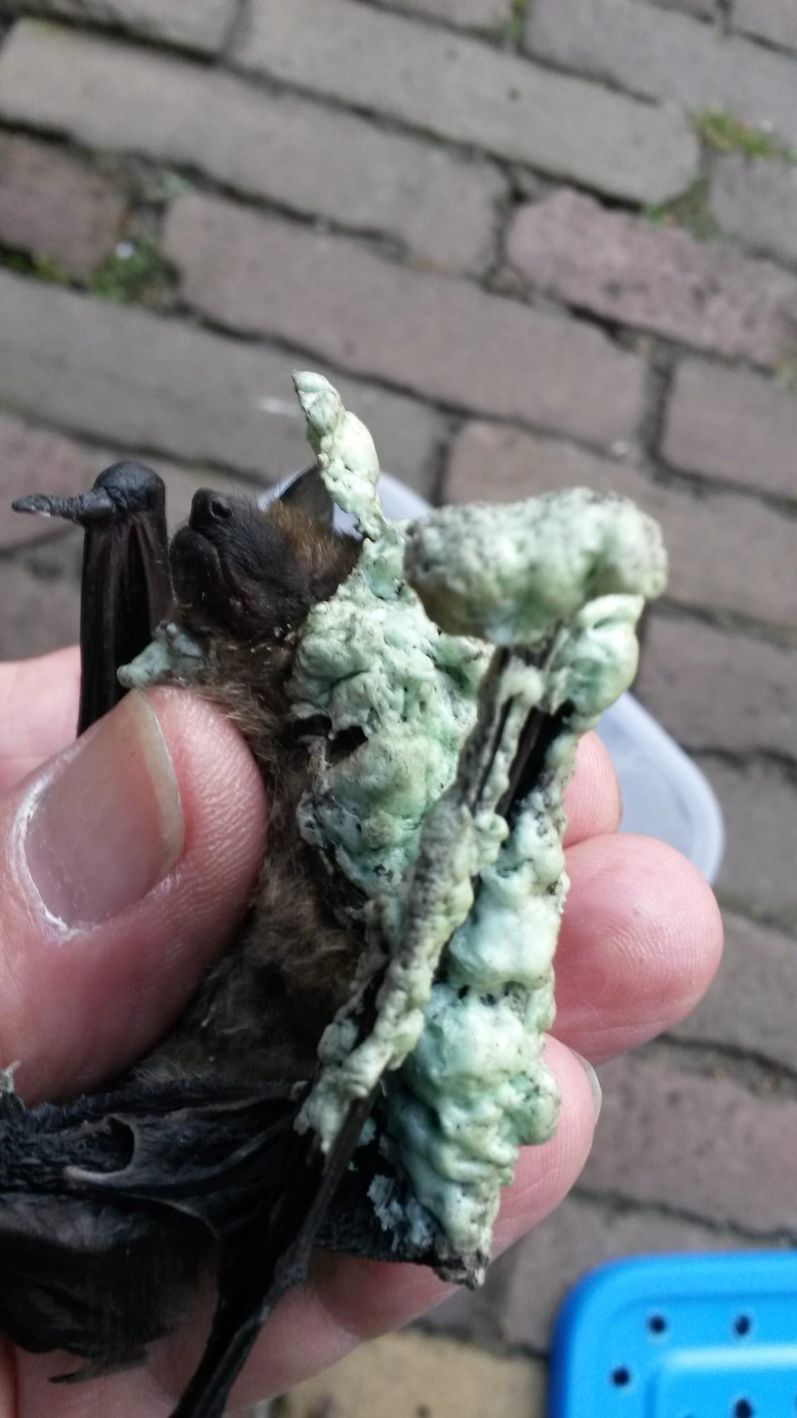 vleermuis met purschuim: fotograaf Ruud Kaal