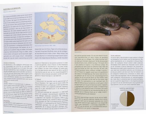 Meervleermuis in Zeeland