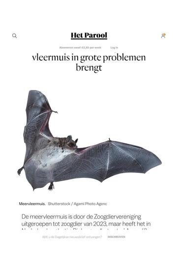 Vleermuis in grote problemen
