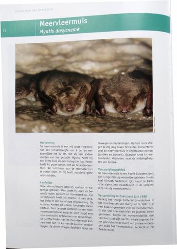 Meervleermuis in Overijssel