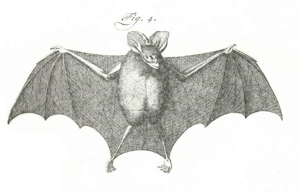 images/Tekening_uit_Linneaus_Systema_Natura_1.jpg#joomlaImage://local-images/Tekening_uit_Linneaus_Systema_Natura_1.jpg?width=1013&height=648