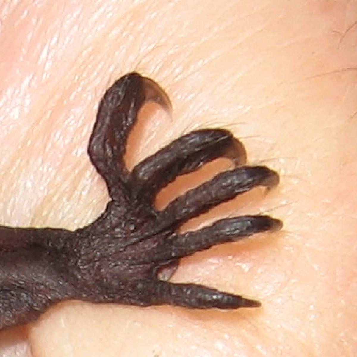 Grote voeten