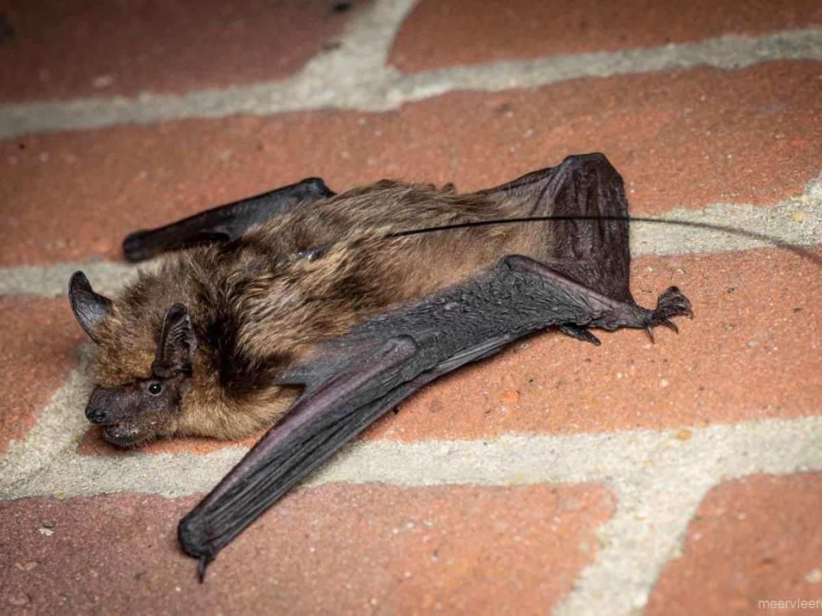 Laatvlieger met zender. Kennisdocument