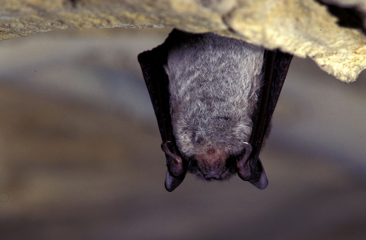 images/weetjes/myotis dasycneme w2 2560 LR.jpg#joomlaImage://local-images/weetjes/myotis dasycneme w2 2560 LR.jpg?width=2560&height=1677