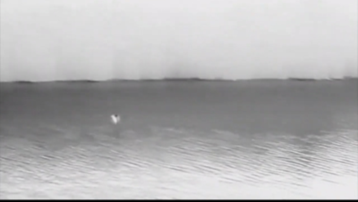 images/jagende_meervleermuis.png#joomlaImage://local-images/jagende_meervleermuis.png?width=400&height=226