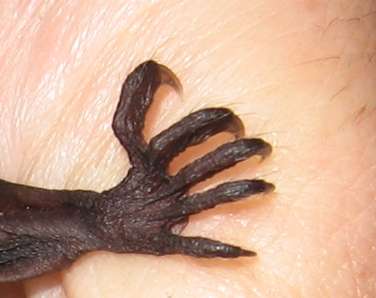 images/Website-img-tree/Intro-Image-articleslider/grote_voeten.png#joomlaImage://local-images/Website-img-tree/Intro-Image-articleslider/grote_voeten.png?width=422&height=334