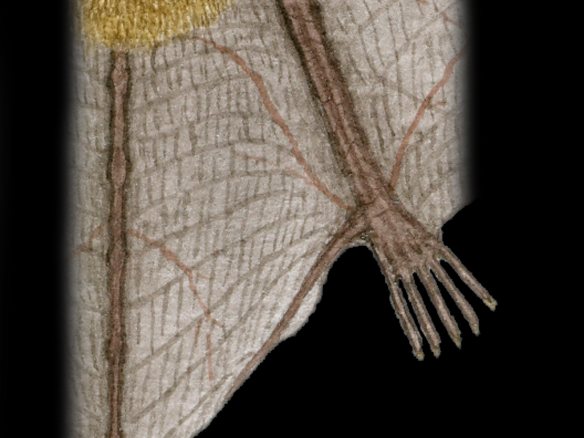 Staart laatvlieger. Peter Twisk