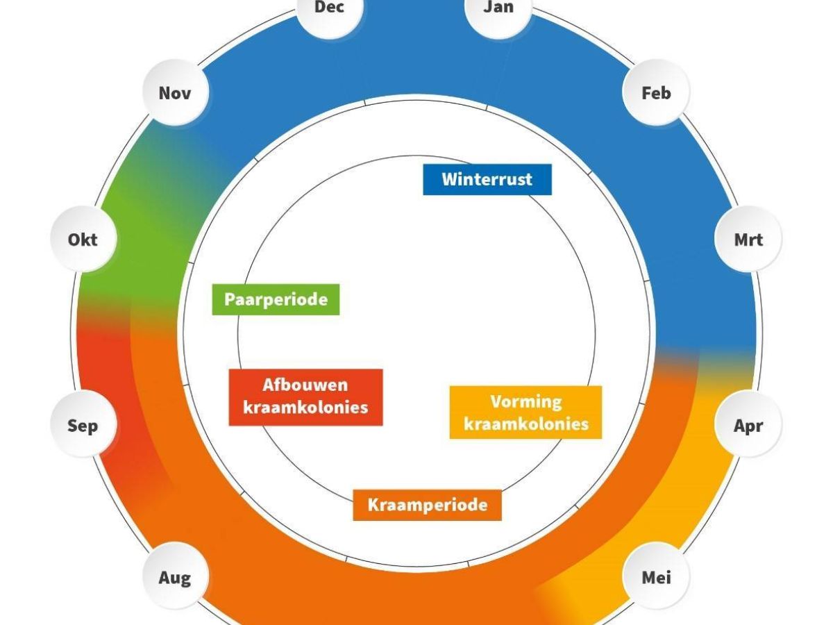 Levenscyclus laatvlieger. Kennisdocument