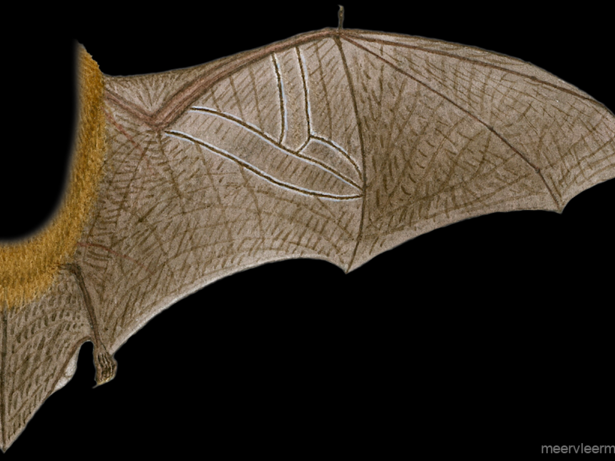 Vleugel (beadering). Peter Twisk