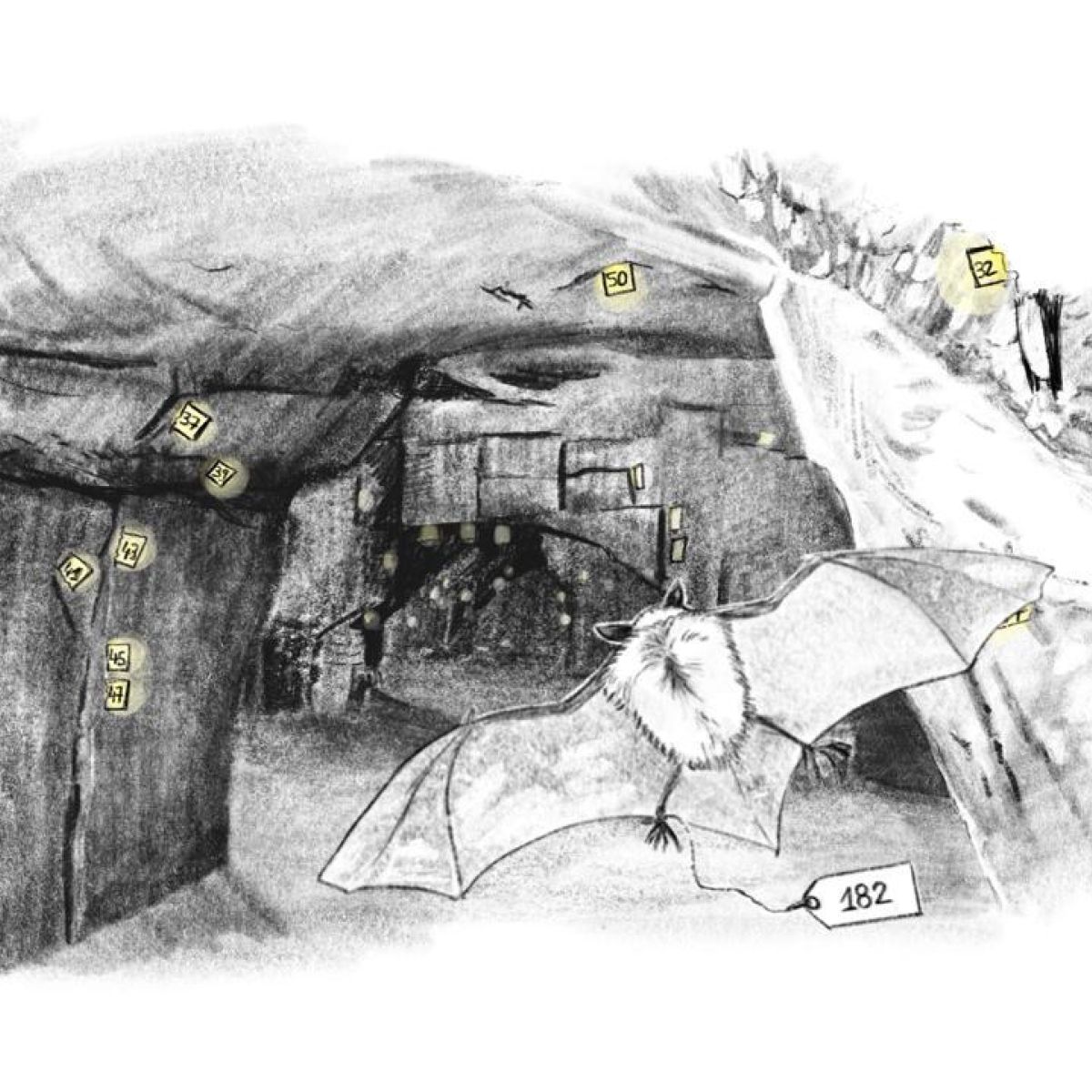 een meervleermuis met nummer die naar een speciaal plekje vliegt met datzelfde nummer