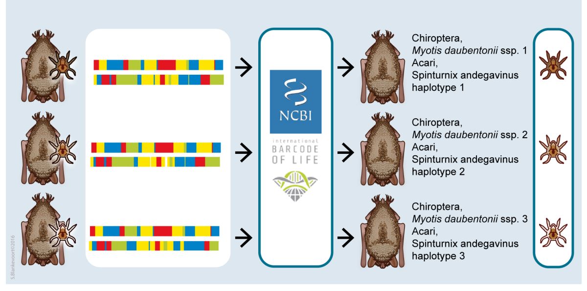 images/vleermuizen_en_mijten.jpg#joomlaImage://local-images/vleermuizen_en_mijten.jpg?width=2009&height=997