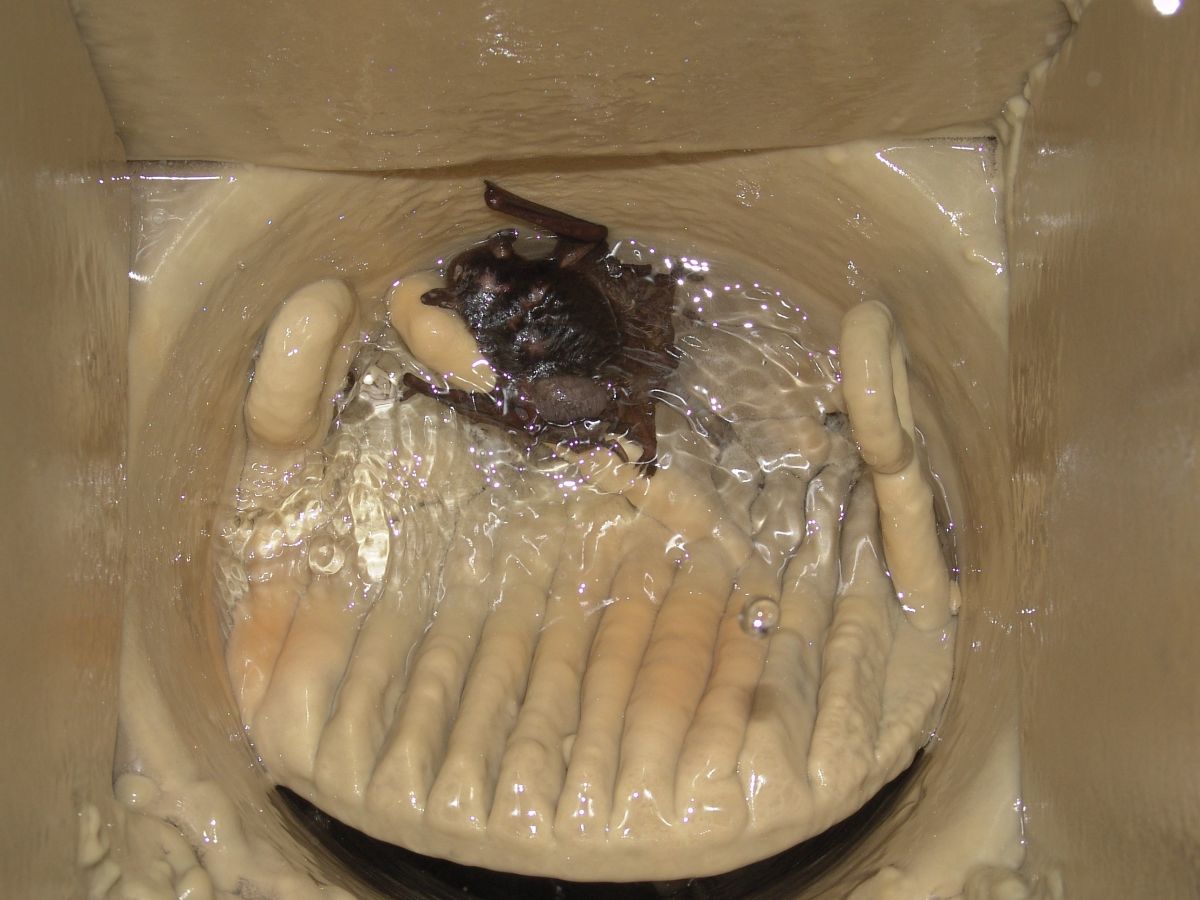 images/Verdronken_Vleermuis_in_druipkoker_Zomer_Bruijn.jpg
