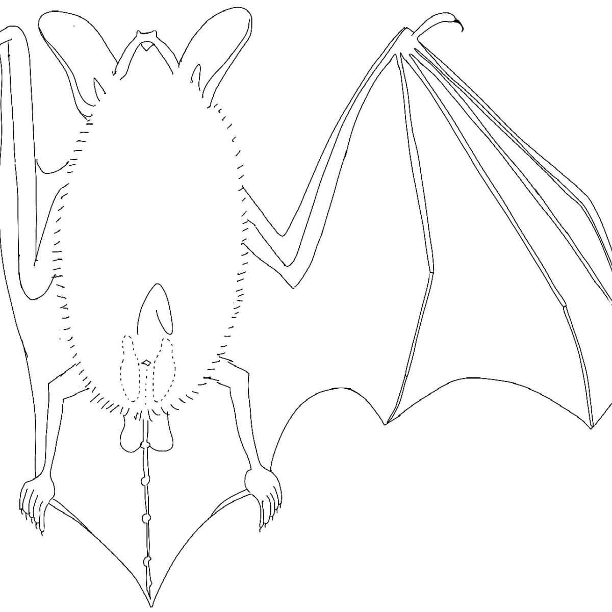 Anatomisch plaatje van mannelijke meervleermuis