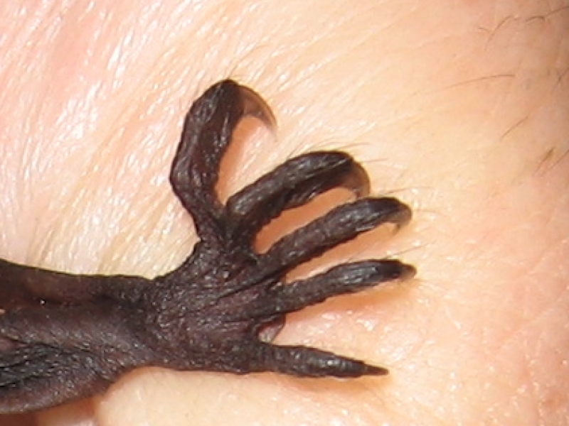 Grote voeten
