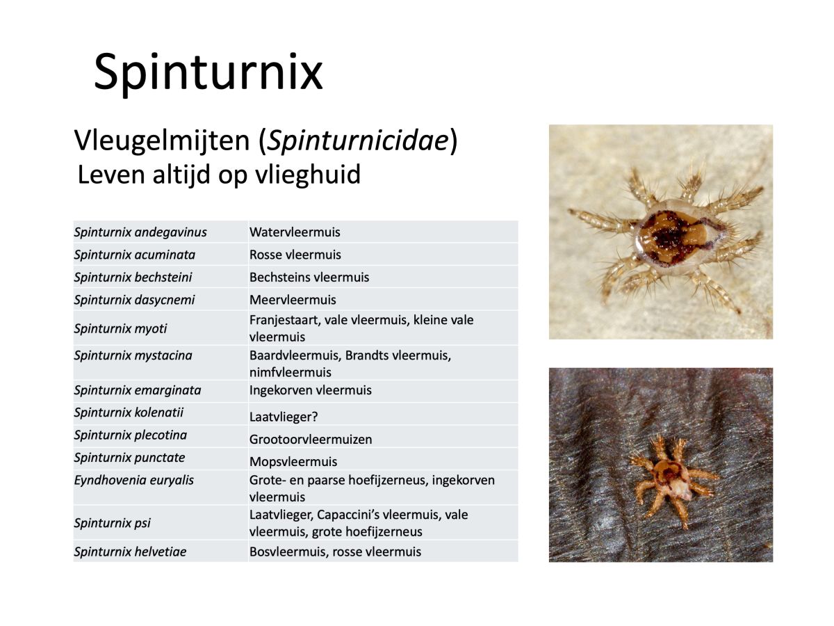 images/weetjes/spinturnix.jpg#joomlaImage://local-images/weetjes/spinturnix.jpg?width=3000&height=2250