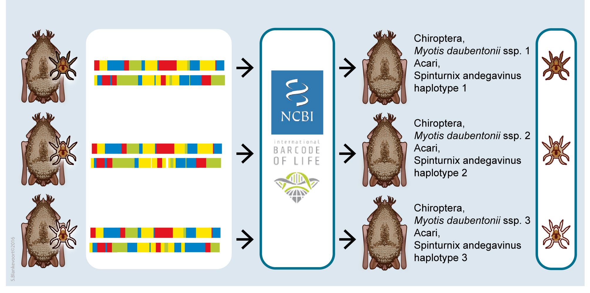dna structuur mijten en vleermuizen