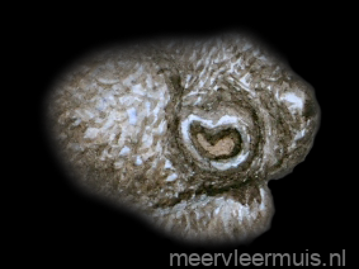 Neus (gat). Peter Twisk